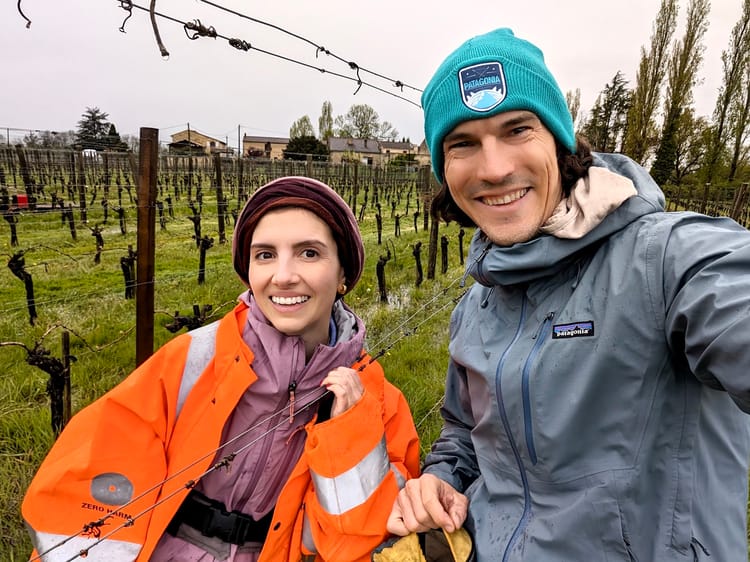 Five lessons from our vineyard experience