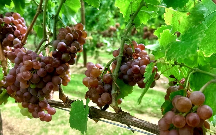 Harvest season + upcoming events!